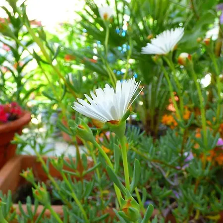 Campo Nuevo 산루카데바라메다